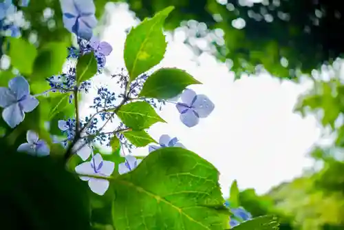 東大寺別院阿弥陀寺の自然