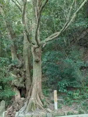 高良神社の{uncategorized: "未分類", other: "その他", undefined: "問題あり", building: "その他建物", grave: "お墓", sacred_gate: "鳥居", guardian: "狛犬", statue: "像", buddha: "仏像", history: "歴史", nature: "自然", garden: "庭園", animal: "動物", pagoda: "塔", temizu: "手水舎", mountain_gate: "山門・神門", sanctuary: "本殿・本堂", subordinate: "末社・摂社", art: "芸術", scenery: "景色", jizo: "地蔵", ema: "絵馬", goshuin: "御朱印", omikuji: "おみくじ", items: "授与品その他", amulet: "お守り", goshuincho: "御朱印帳", eats: "食事", festival: "お祭り", votive_dance: "神楽", shichigosan: "七五三参", wedding: "結婚式", experience: "体験その他", initially: "初詣", around: "周辺", anti_infection: "感染症対策"}