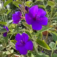 豊景神社の自然