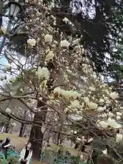 埼玉縣護國神社の自然