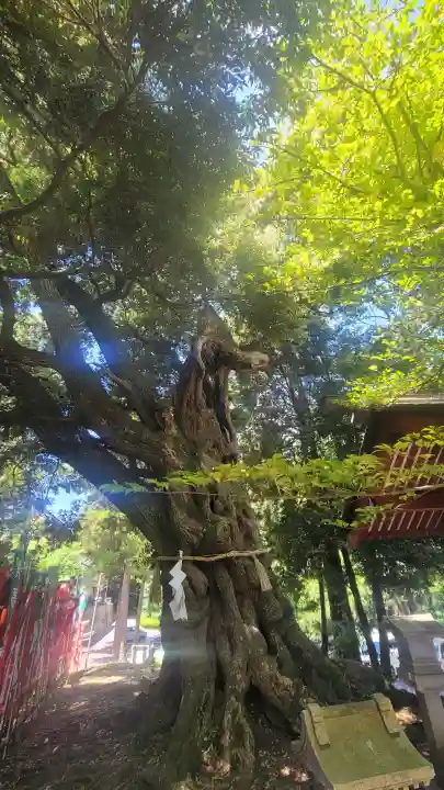 大杉神社 境内社 勝馬神社の{uncategorized: "未分類", other: "その他", undefined: "問題あり", building: "その他建物", grave: "お墓", sacred_gate: "鳥居", guardian: "狛犬", statue: "像", buddha: "仏像", history: "歴史", nature: "自然", garden: "庭園", animal: "動物", pagoda: "塔", temizu: "手水舎", mountain_gate: "山門・神門", sanctuary: "本殿・本堂", subordinate: "末社・摂社", art: "芸術", scenery: "景色", jizo: "地蔵", ema: "絵馬", goshuin: "御朱印", omikuji: "おみくじ", items: "授与品その他", amulet: "お守り", goshuincho: "御朱印帳", eats: "食事", festival: "お祭り", votive_dance: "神楽", shichigosan: "七五三参", wedding: "結婚式", experience: "体験その他", initially: "初詣", around: "周辺", anti_infection: "感染症対策"}