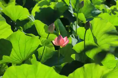 鶴岡八幡宮(神奈川県)