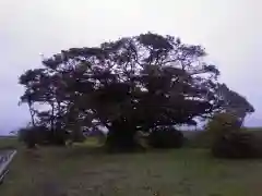 神社(名称不明)の景色