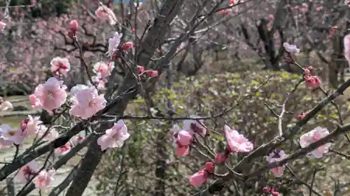 隨心院（随心院）(京都府)