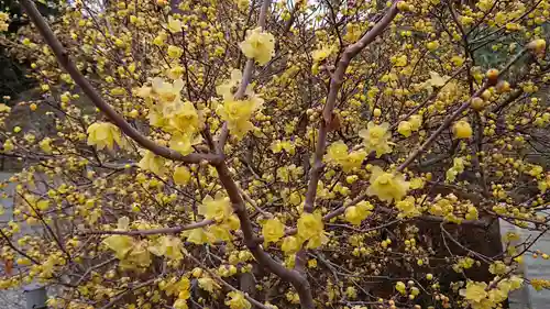 板倉雷電神社の自然