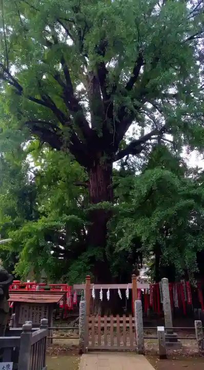 武芳稲荷神社の自然