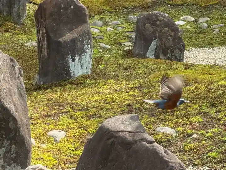 光明院(光明禅院)(京都府)