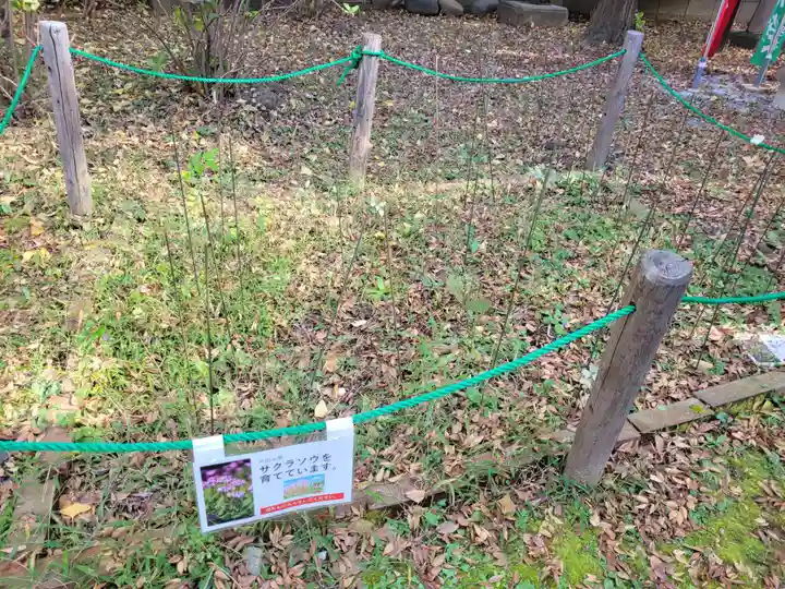 上戸田氷川神社の自然