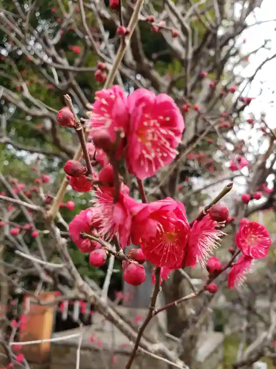 布多天神社(東京都)