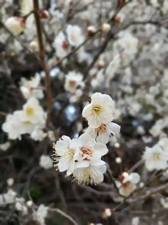 乃木神社の自然