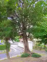 竹生島神社の自然