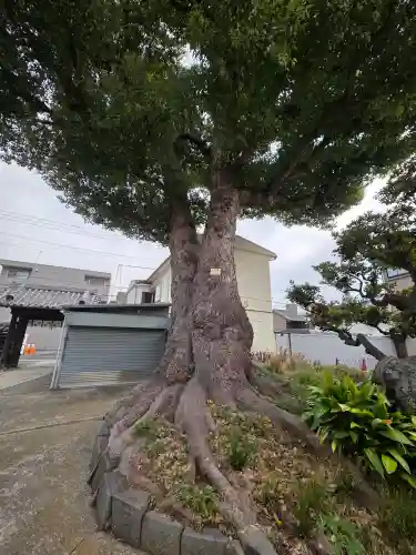 観音寺の{uncategorized: "未分類", other: "その他", undefined: "問題あり", building: "その他建物", grave: "お墓", sacred_gate: "鳥居", guardian: "狛犬", statue: "像", buddha: "仏像", history: "歴史", nature: "自然", garden: "庭園", animal: "動物", pagoda: "塔", temizu: "手水舎", mountain_gate: "山門・神門", sanctuary: "本殿・本堂", subordinate: "末社・摂社", art: "芸術", scenery: "景色", jizo: "地蔵", ema: "絵馬", goshuin: "御朱印", omikuji: "おみくじ", items: "授与品その他", amulet: "お守り", goshuincho: "御朱印帳", eats: "食事", festival: "お祭り", votive_dance: "神楽", shichigosan: "七五三参", wedding: "結婚式", experience: "体験その他", initially: "初詣", around: "周辺", anti_infection: "感染症対策"}