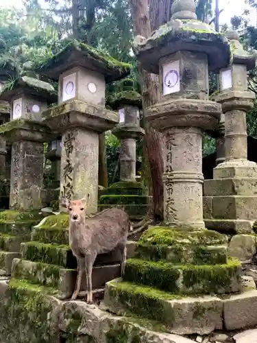 春日大社の動物