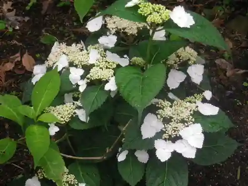御霊神社の自然