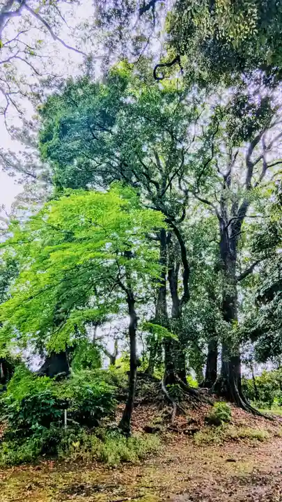 七百餘所神社 の自然