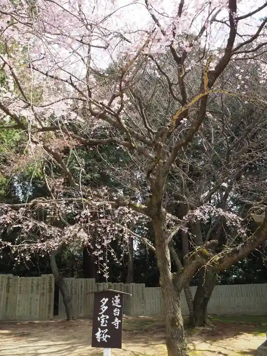 瑜伽山蓮台寺の自然