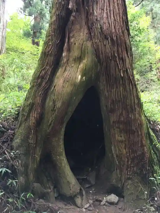 赤城神社(三夜沢町)の自然