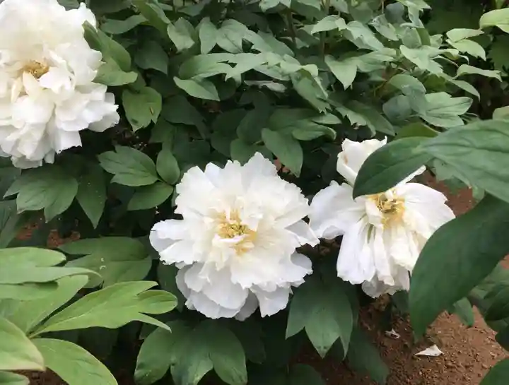 西新井大師総持寺の自然
