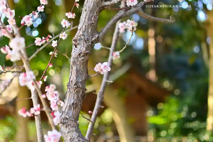 常陸第三宮 吉田神社(茨城県)