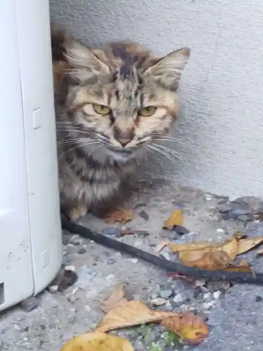 御誕生寺(猫寺)(福井県)