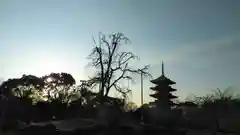 東寺（教王護国寺）(京都府)