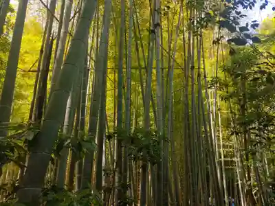 報国寺(神奈川県)
