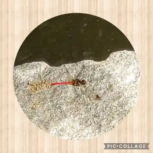 日本第一熊野神社の動物