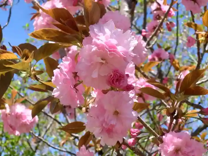 八坂神社(祇園さん)の{uncategorized: "未分類", other: "その他", undefined: "問題あり", building: "その他建物", grave: "お墓", sacred_gate: "鳥居", guardian: "狛犬", statue: "像", buddha: "仏像", history: "歴史", nature: "自然", garden: "庭園", animal: "動物", pagoda: "塔", temizu: "手水舎", mountain_gate: "山門・神門", sanctuary: "本殿・本堂", subordinate: "末社・摂社", art: "芸術", scenery: "景色", jizo: "地蔵", ema: "絵馬", goshuin: "御朱印", omikuji: "おみくじ", items: "授与品その他", amulet: "お守り", goshuincho: "御朱印帳", eats: "食事", festival: "お祭り", votive_dance: "神楽", shichigosan: "七五三参", wedding: "結婚式", experience: "体験その他", initially: "初詣", around: "周辺", anti_infection: "感染症対策"}