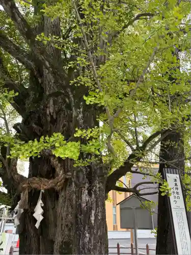 津島神社(愛知県)