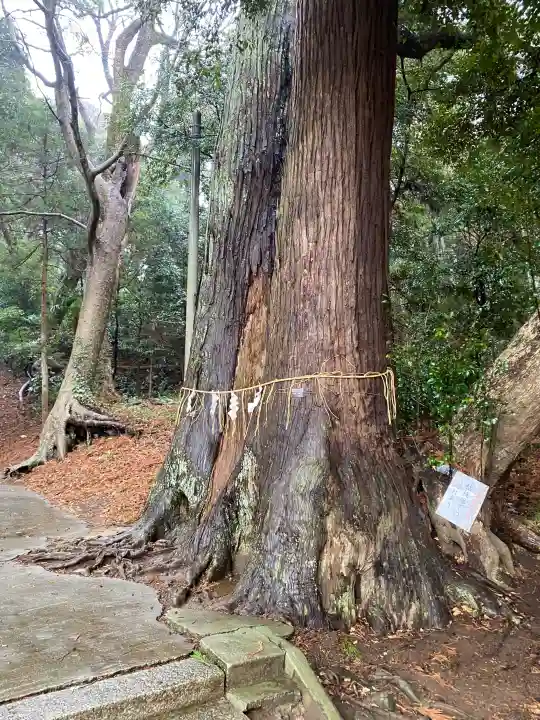 日吉神社の{uncategorized: "未分類", other: "その他", undefined: "問題あり", building: "その他建物", grave: "お墓", sacred_gate: "鳥居", guardian: "狛犬", statue: "像", buddha: "仏像", history: "歴史", nature: "自然", garden: "庭園", animal: "動物", pagoda: "塔", temizu: "手水舎", mountain_gate: "山門・神門", sanctuary: "本殿・本堂", subordinate: "末社・摂社", art: "芸術", scenery: "景色", jizo: "地蔵", ema: "絵馬", goshuin: "御朱印", omikuji: "おみくじ", items: "授与品その他", amulet: "お守り", goshuincho: "御朱印帳", eats: "食事", festival: "お祭り", votive_dance: "神楽", shichigosan: "七五三参", wedding: "結婚式", experience: "体験その他", initially: "初詣", around: "周辺", anti_infection: "感染症対策"}