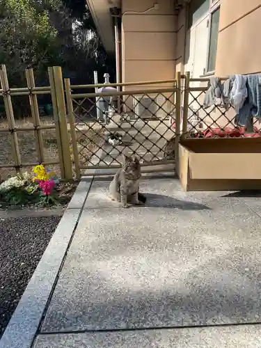 白金氷川神社の動物