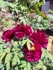 祥龍山 金剛寺(神奈川県)