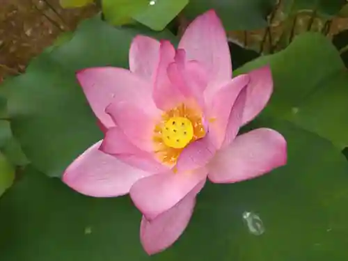 西光寺(福井県)