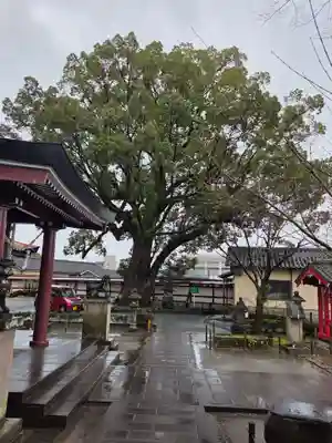 鹿児島神社(鹿児島県)
