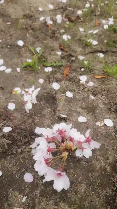 神明社(国府宮神明社)の自然