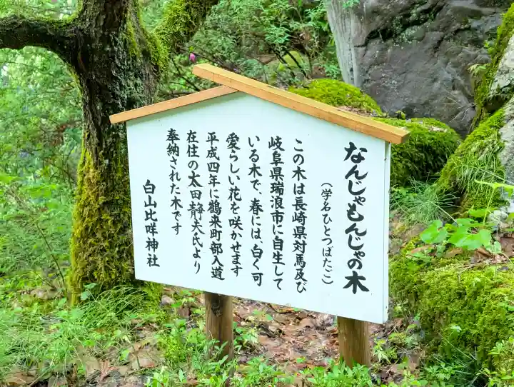 白山比咩神社の{uncategorized: "未分類", other: "その他", undefined: "問題あり", building: "その他建物", grave: "お墓", sacred_gate: "鳥居", guardian: "狛犬", statue: "像", buddha: "仏像", history: "歴史", nature: "自然", garden: "庭園", animal: "動物", pagoda: "塔", temizu: "手水舎", mountain_gate: "山門・神門", sanctuary: "本殿・本堂", subordinate: "末社・摂社", art: "芸術", scenery: "景色", jizo: "地蔵", ema: "絵馬", goshuin: "御朱印", omikuji: "おみくじ", items: "授与品その他", amulet: "お守り", goshuincho: "御朱印帳", eats: "食事", festival: "お祭り", votive_dance: "神楽", shichigosan: "七五三参", wedding: "結婚式", experience: "体験その他", initially: "初詣", around: "周辺", anti_infection: "感染症対策"}