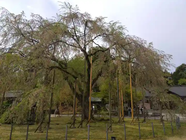 足羽神社(福井県)