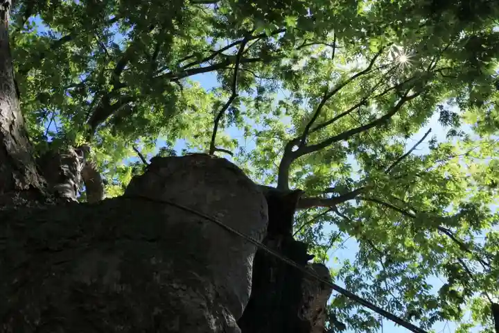 阿邪訶根神社の自然