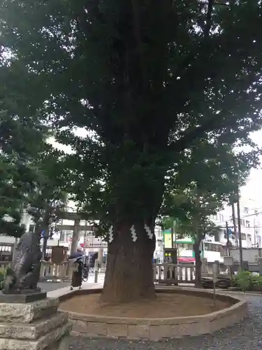 鳩森八幡神社の自然