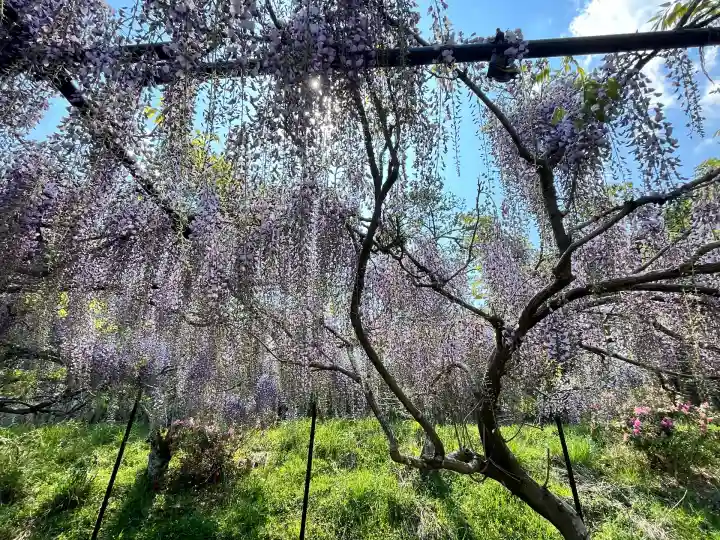 天台宗 五大山 白毫寺(兵庫県)
