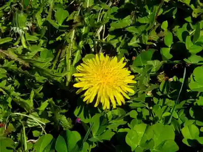 垣田神社の自然