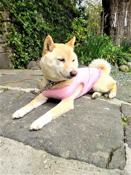福島八幡宮の動物