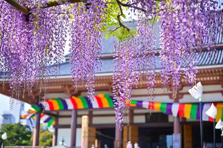 西新井大師総持寺(東京都)