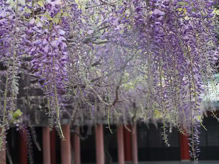 日枝神社(東京都)
