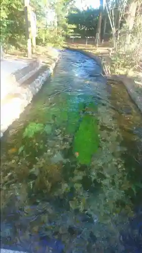 乃木神社の自然