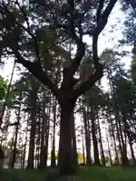 鹿島神社の自然