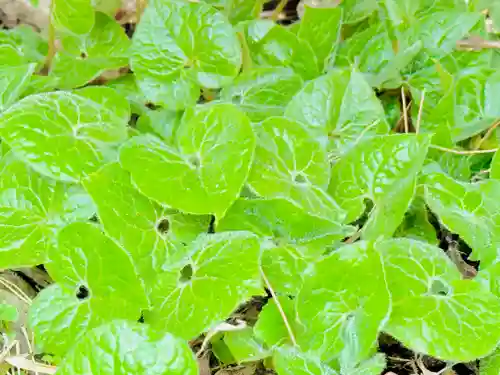 土津神社｜こどもと出世の神さま(福島県)