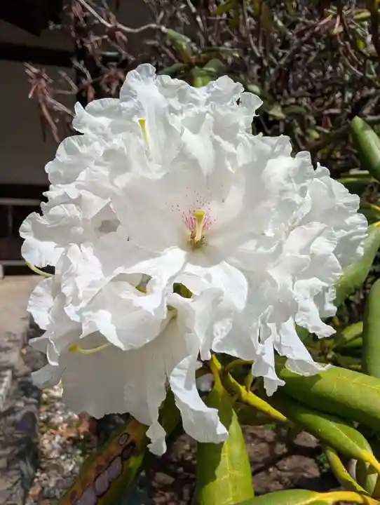 豊顕寺(神奈川県)