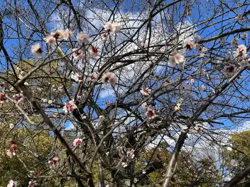 石清水八幡宮の自然