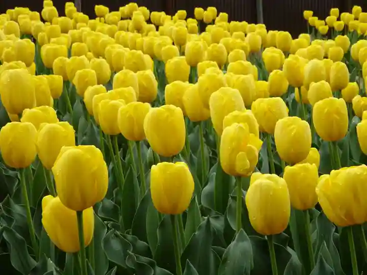 泉蔵寺(神奈川県)
